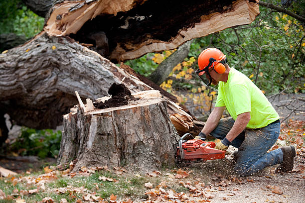 Why Choose Our Tree Removal Services in Woodstock, VA?